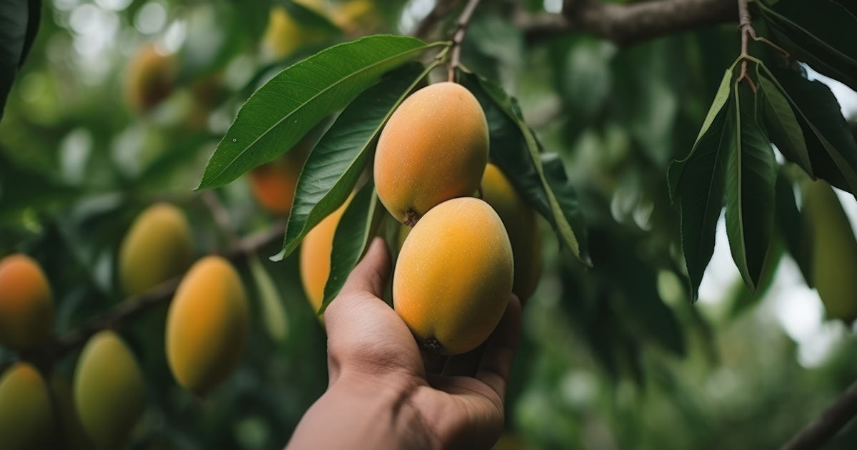 The Essentials of Organic Mango Farming Explained