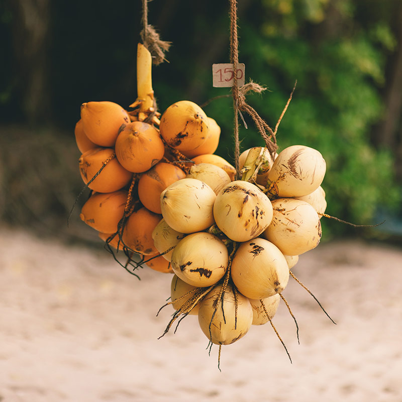 Fresh and healthy Sri Lankan King Coconut fruits as known as Thambili.