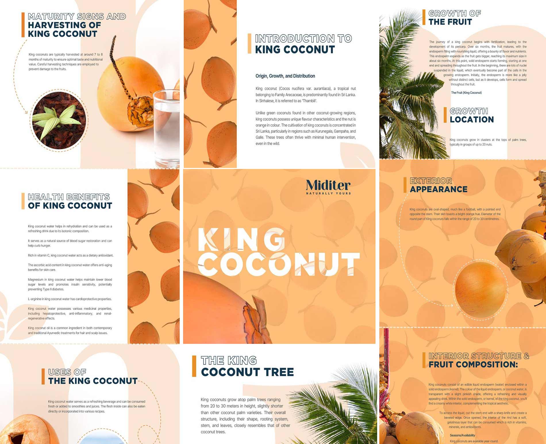 An infographic about the King Coconut Fruit