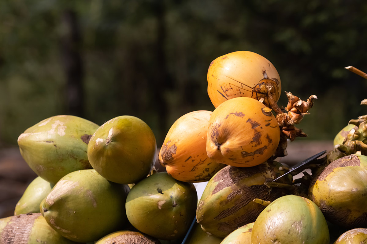 Fresh and healthy King Coconut fruits with vibrant orange husks, distinct from regular green coconuts.